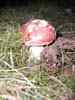 muchom�rka