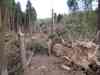 polom po v�trn� smr�ti 25.6.2008