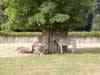 ZOO Dv�r Kr�lov� nad Labem - zebry