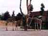 ZOO Dv�r Kr�lov� nad Labem - �irafy