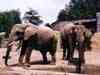 ZOO Dv�r Kr�lov� nad Labem - sloni